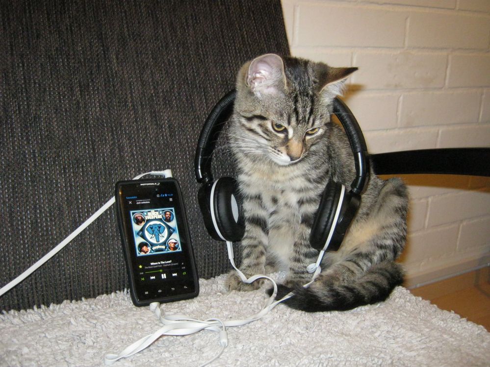 Spotify cat.JPG